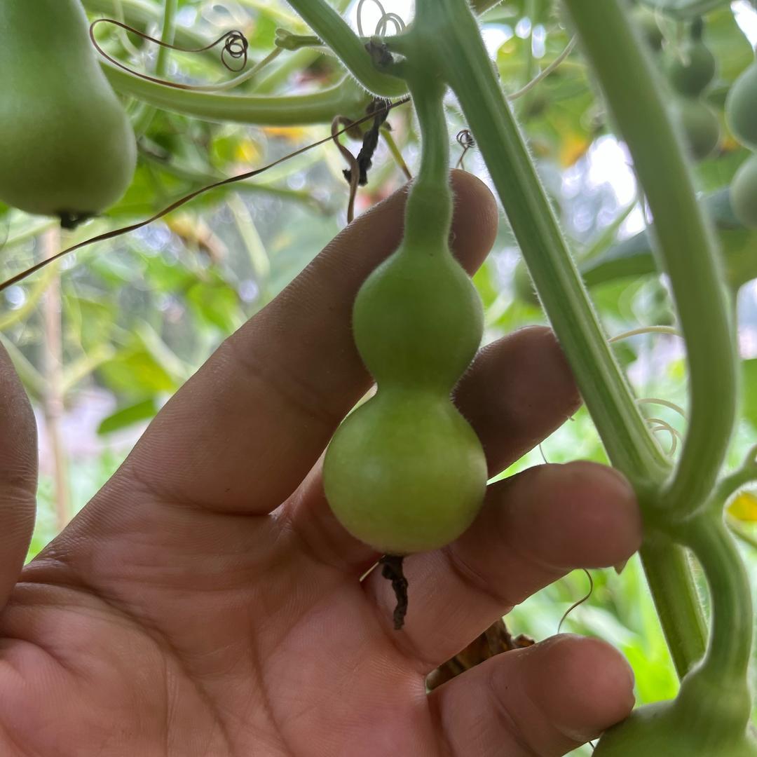 山青葫芦工作室