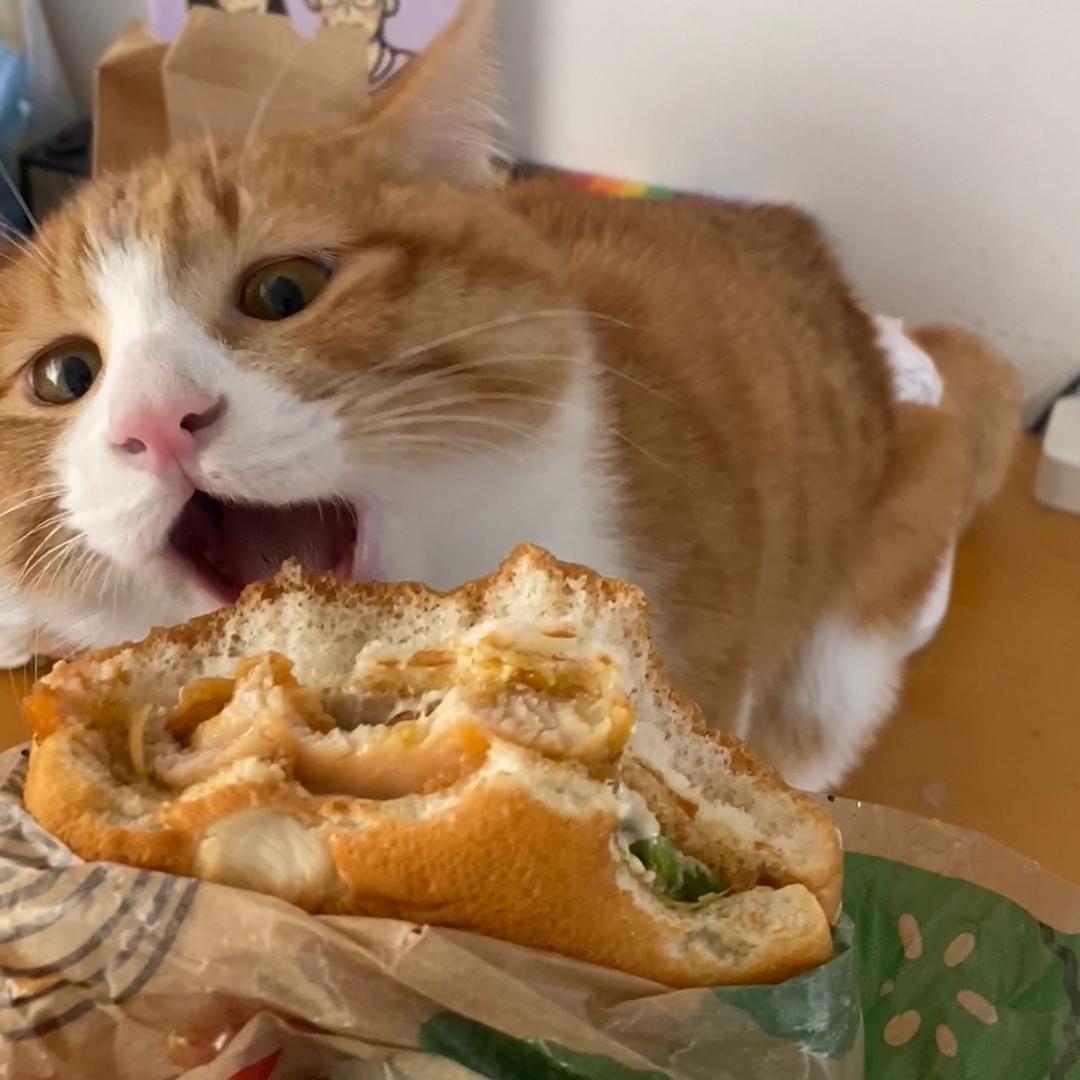 爱吃汉堡的汤姆