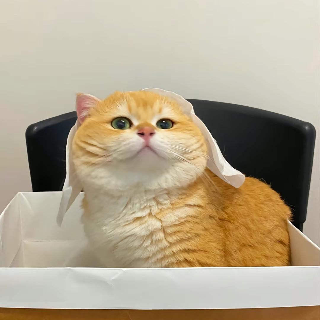 ✨甜囍儿