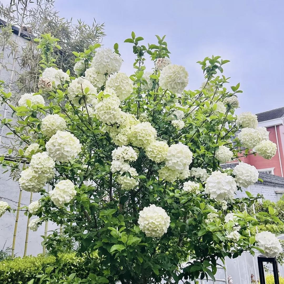 希柠绣球基地