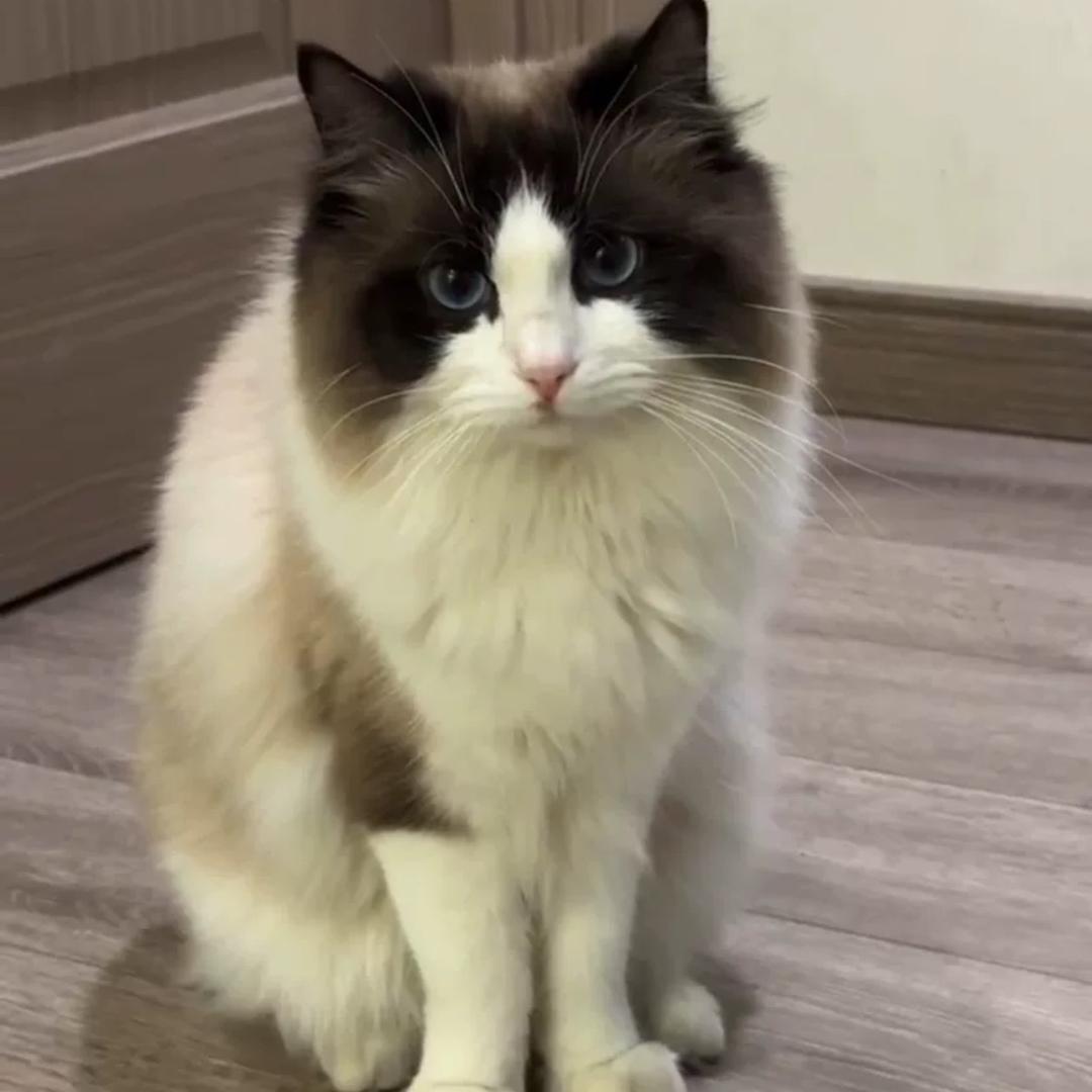 布小猫