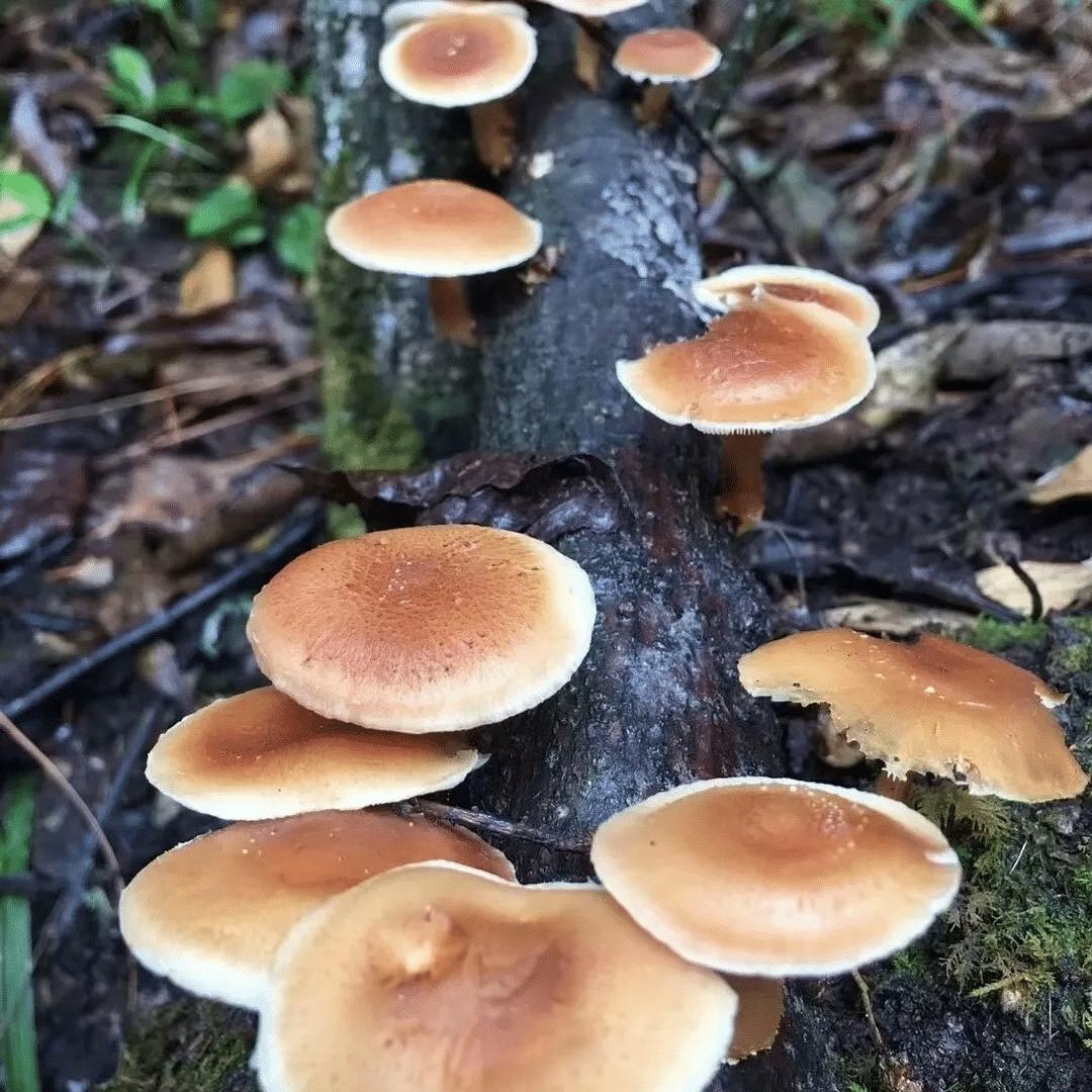彩云里特产山货
