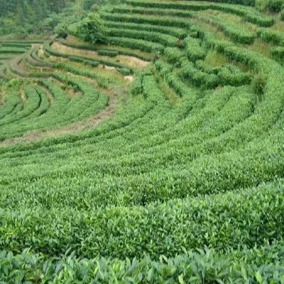 炎陵红茶，细罗