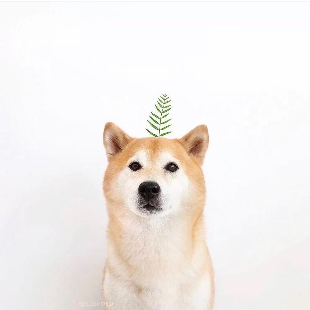 不幸福的🐒