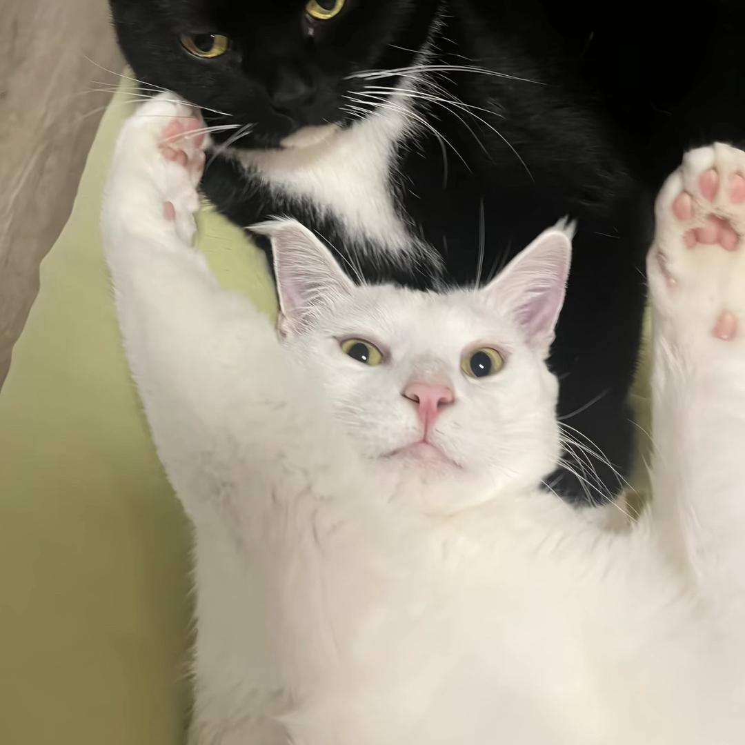 开门啊我不是猫