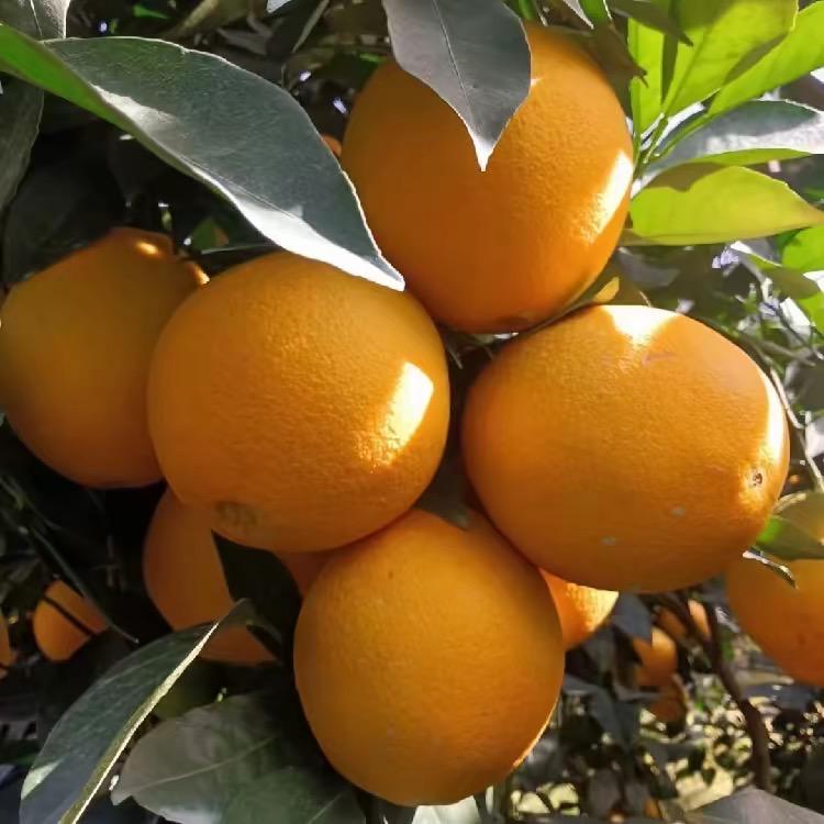 赣南脐橙小米哥