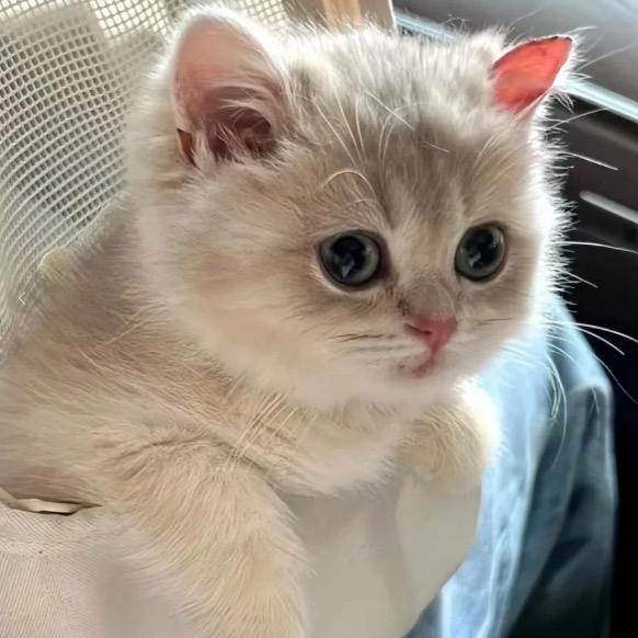 喵了汪猫宠物用品