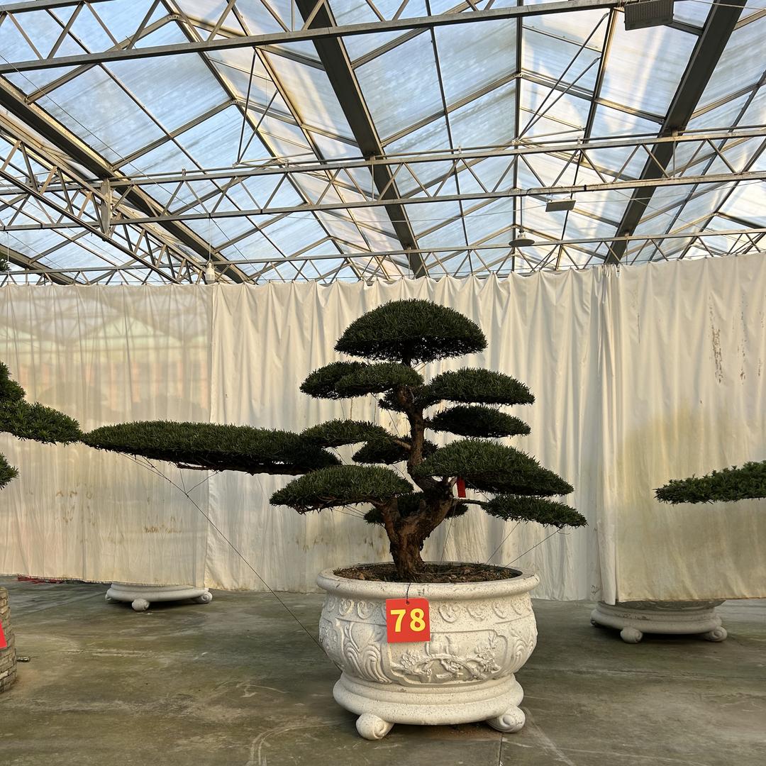篮晓馥花卉园艺