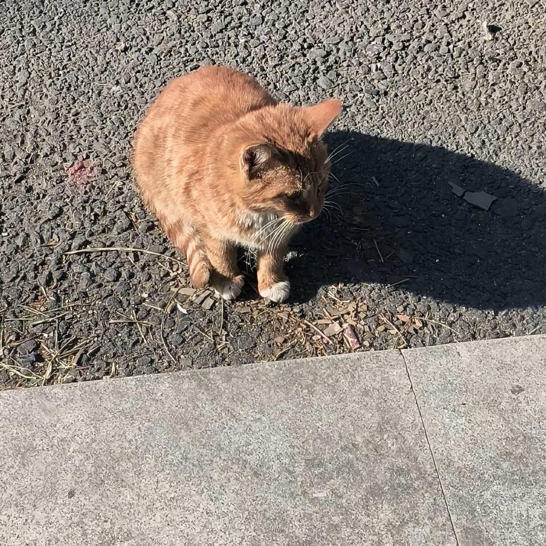 coco.