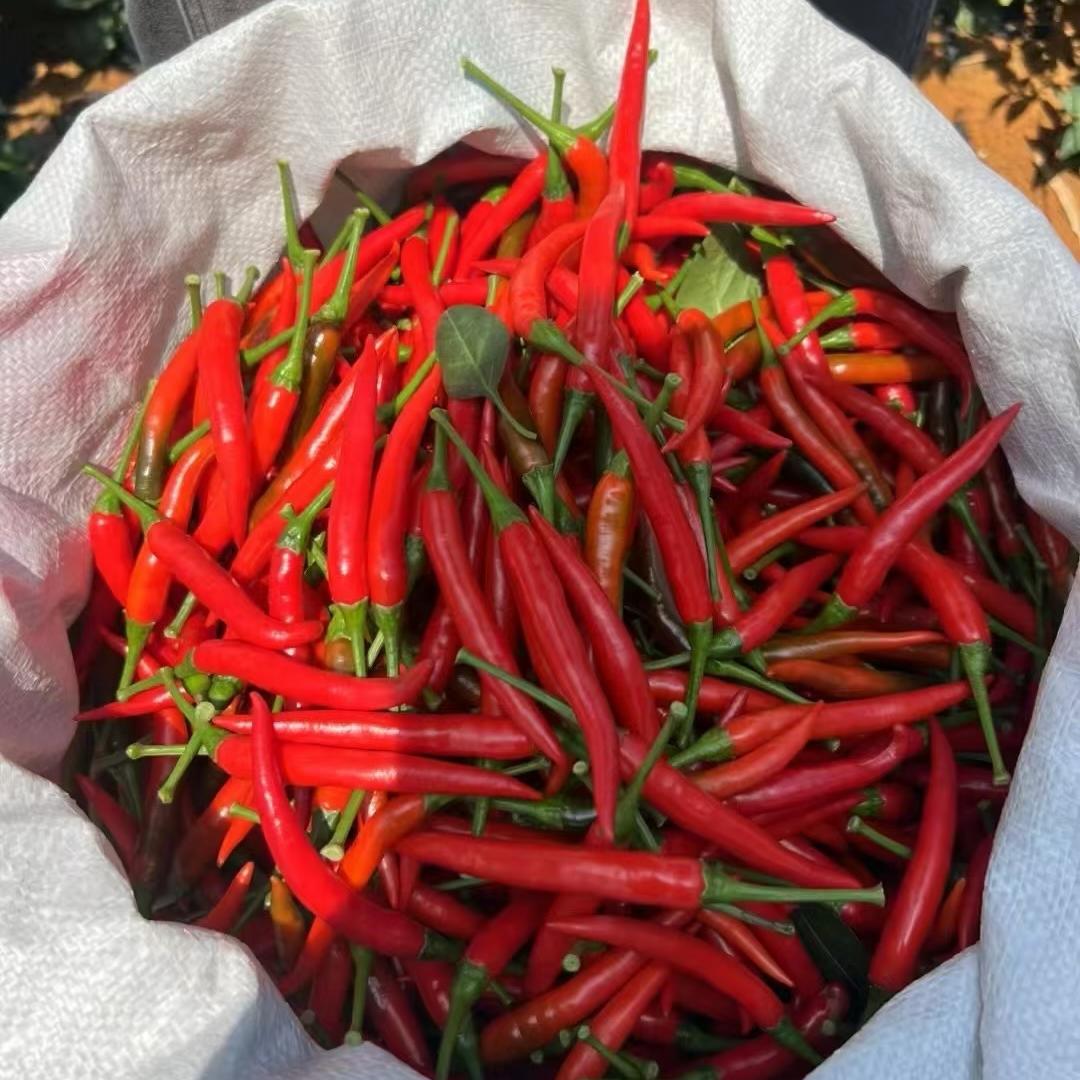 广西穗丰生态农业苗场