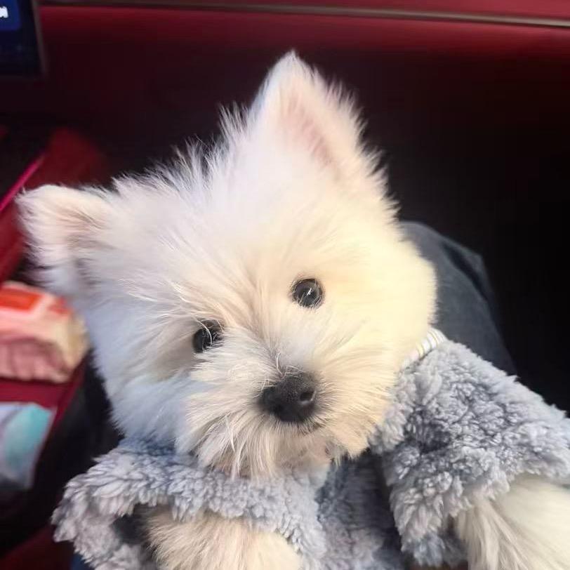 曾经从从容容；如今连滚带爬