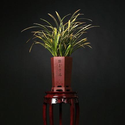 广东国兰馆（直播中）