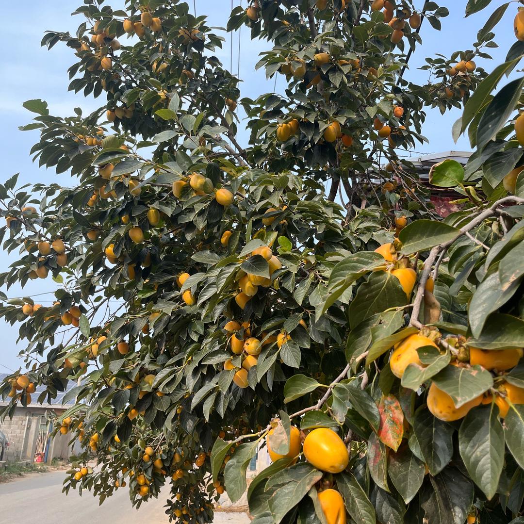 诗意苗木花卉坊