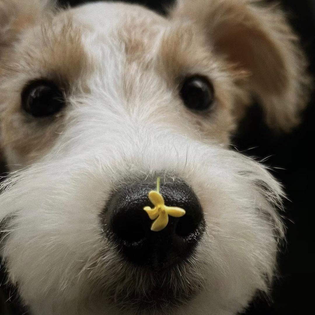 一只SNoopy