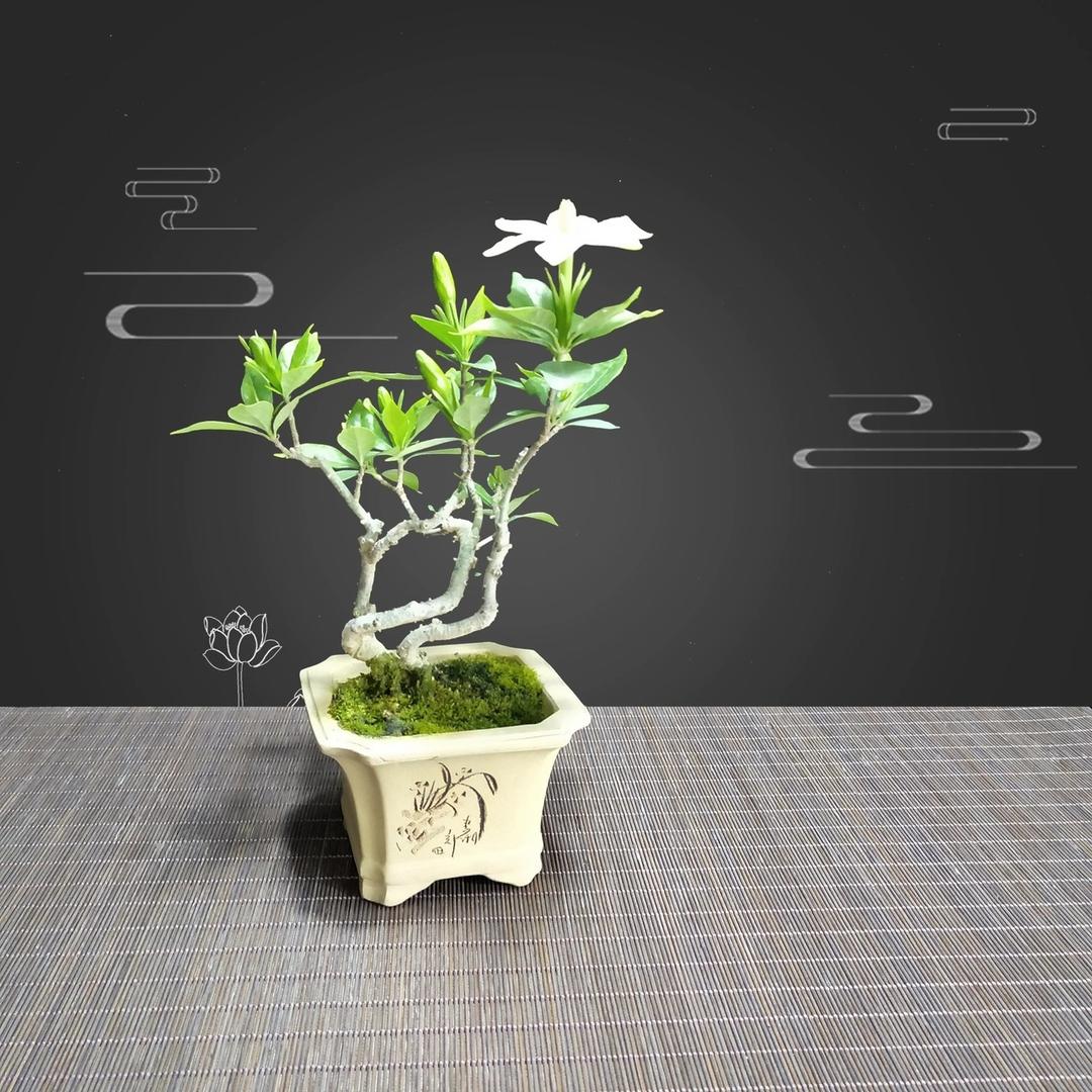 子妍绿植盆景