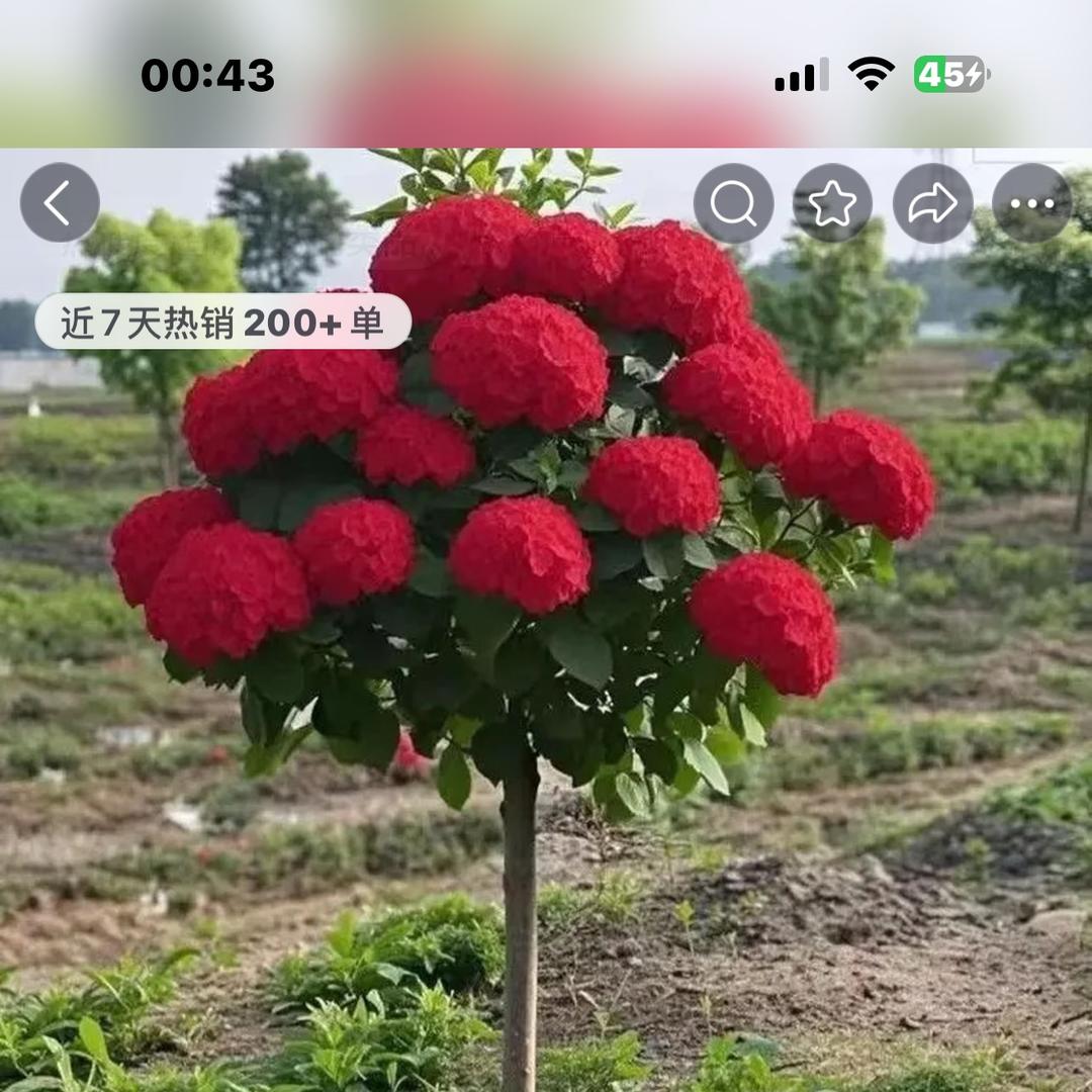 甘肃.各种.苗木.花冠木.牡丹.云杉.