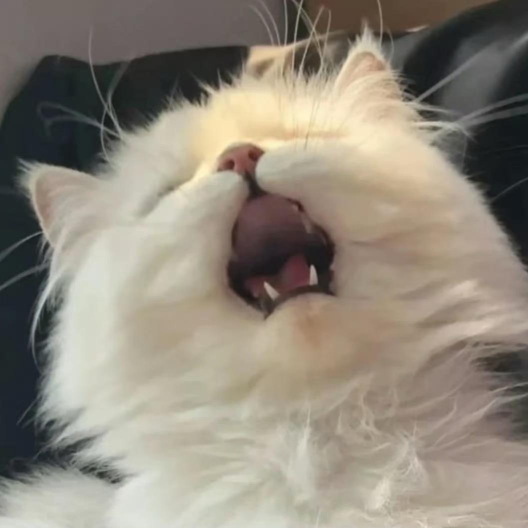 捡到猫了吗