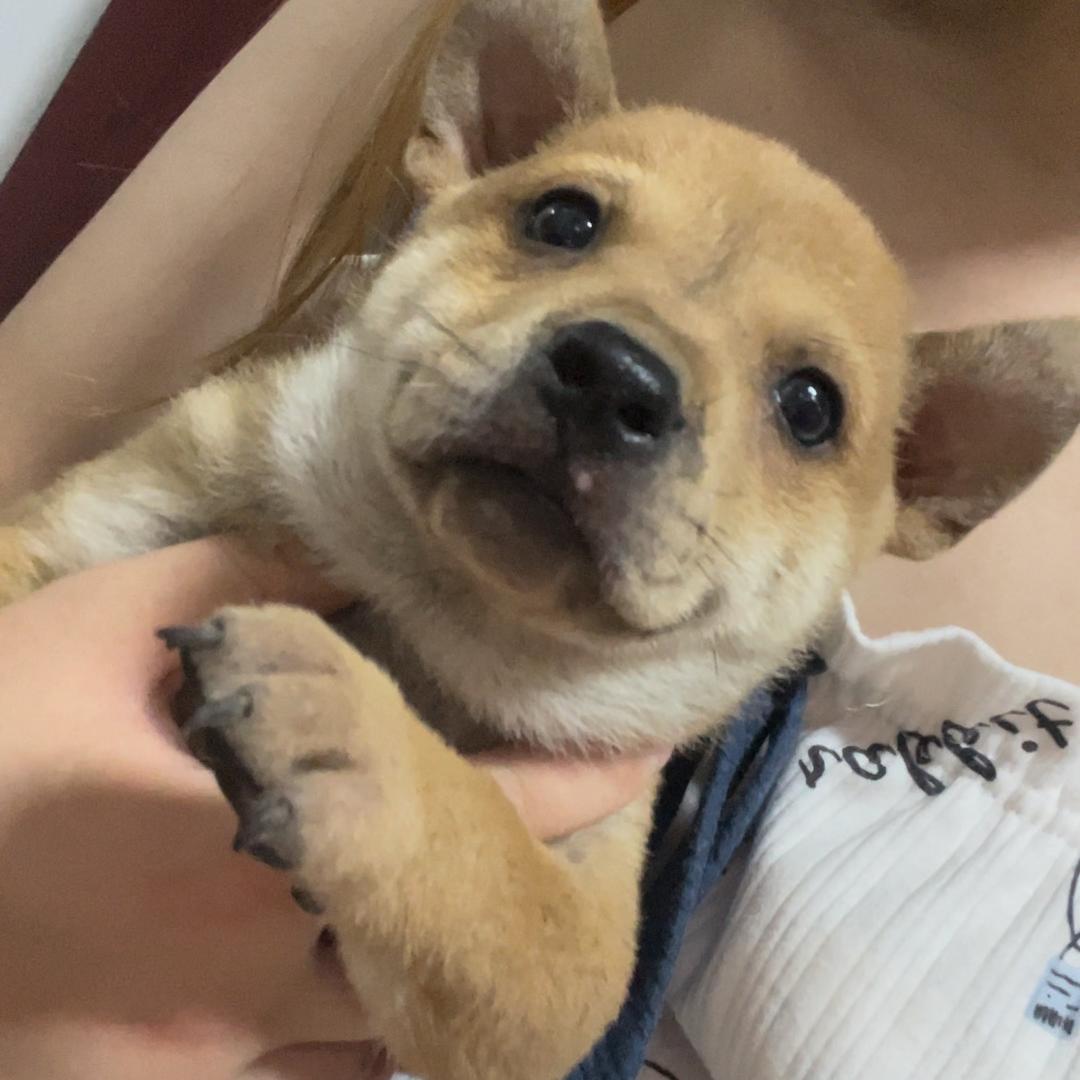 一只狗腿子