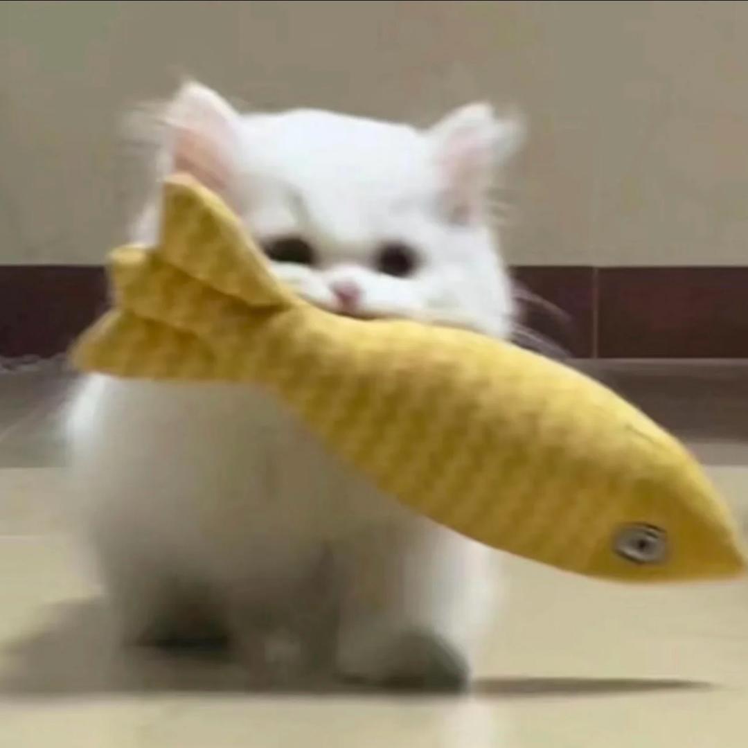 叛逆小猫🐈‍⬛