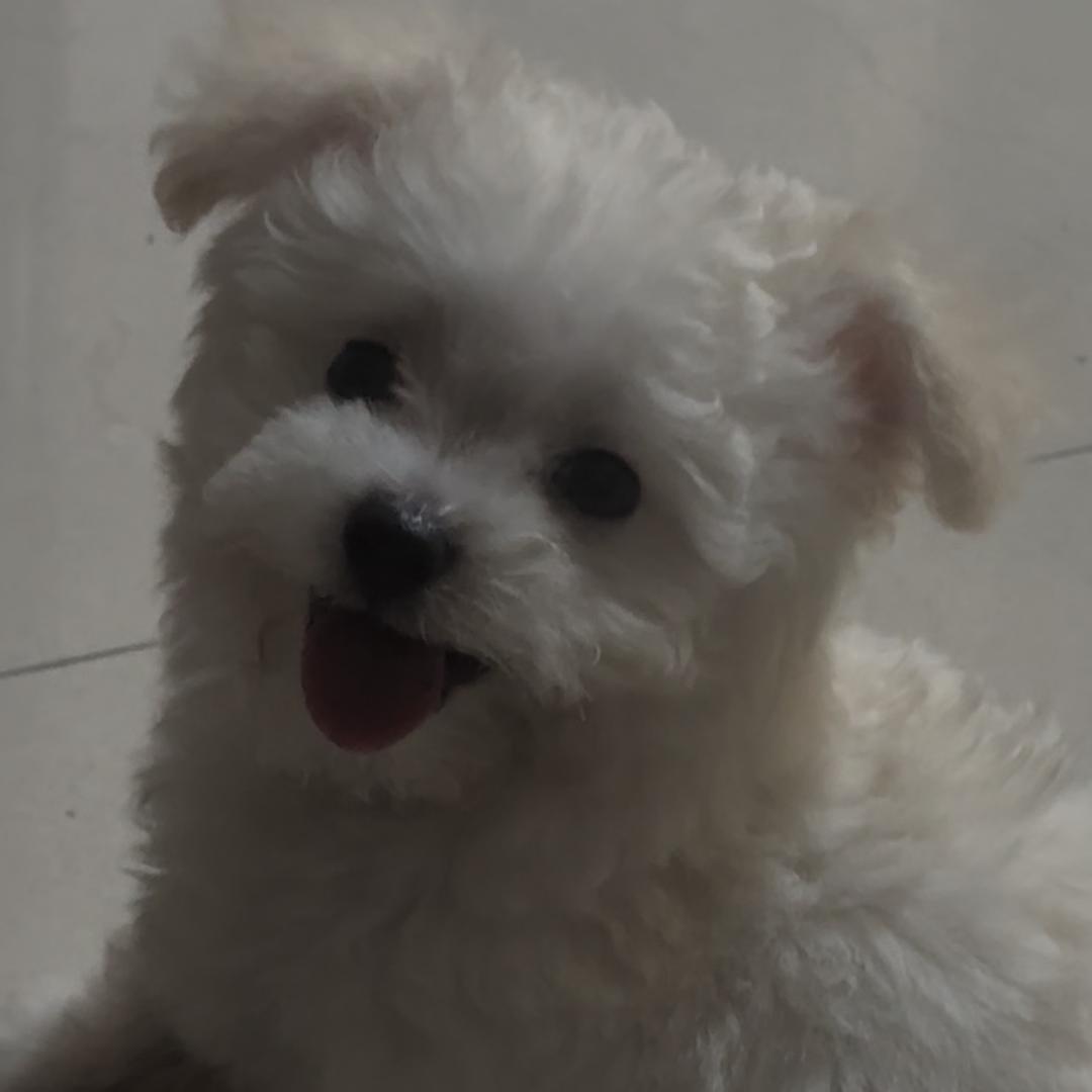 比熊爪爪