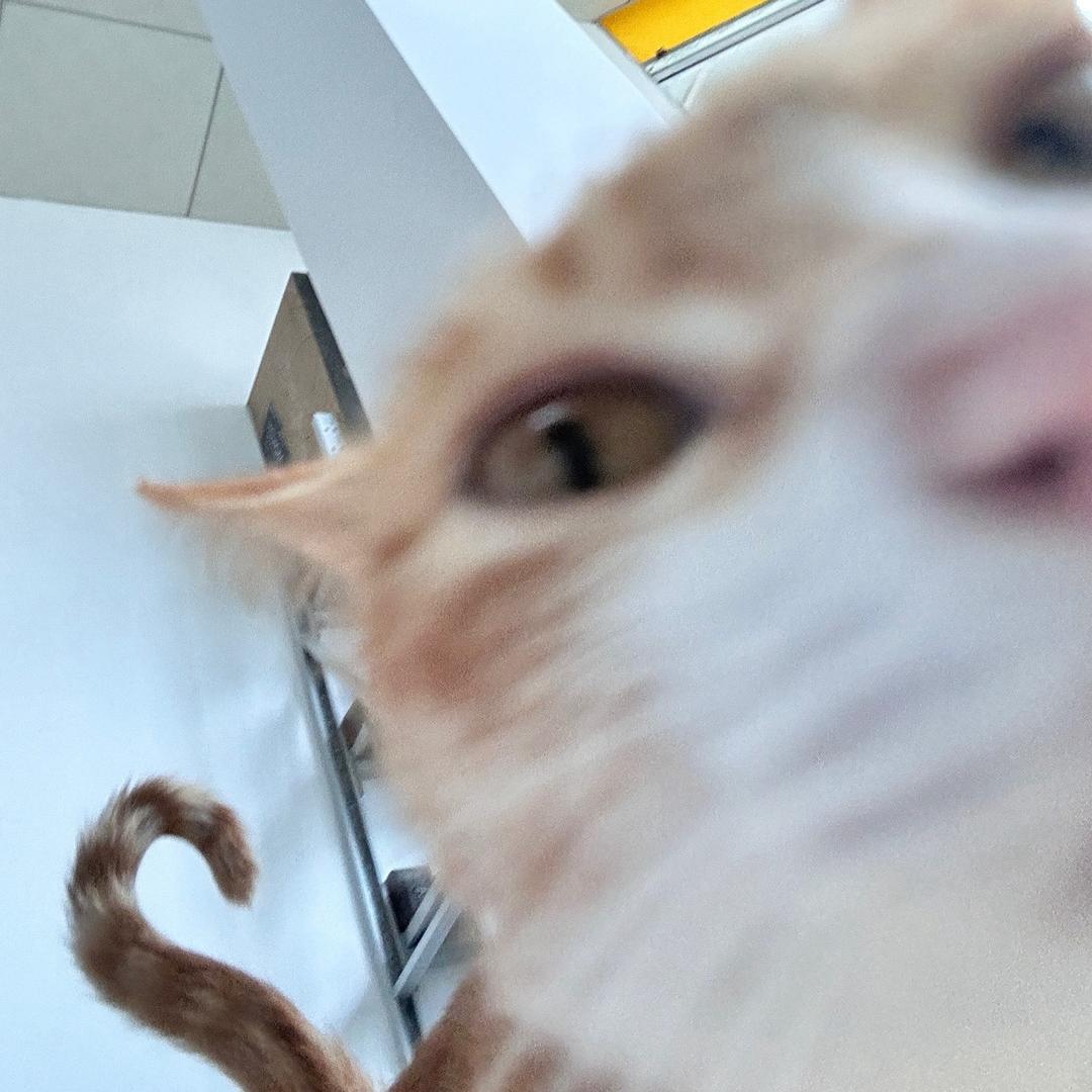 朱不老总