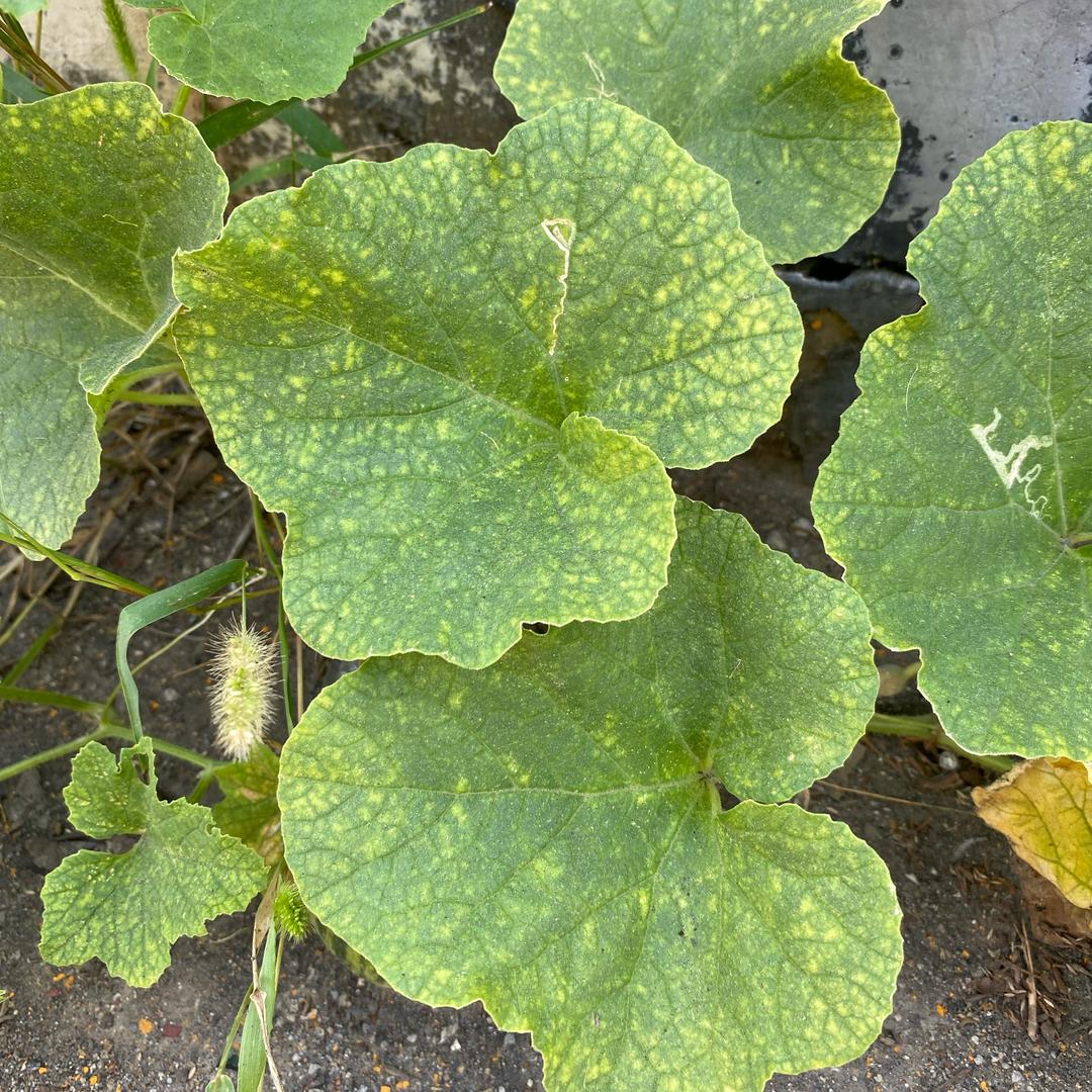 悠染（楚骏焦）