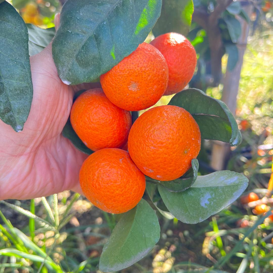 产地农产品直发-杨生