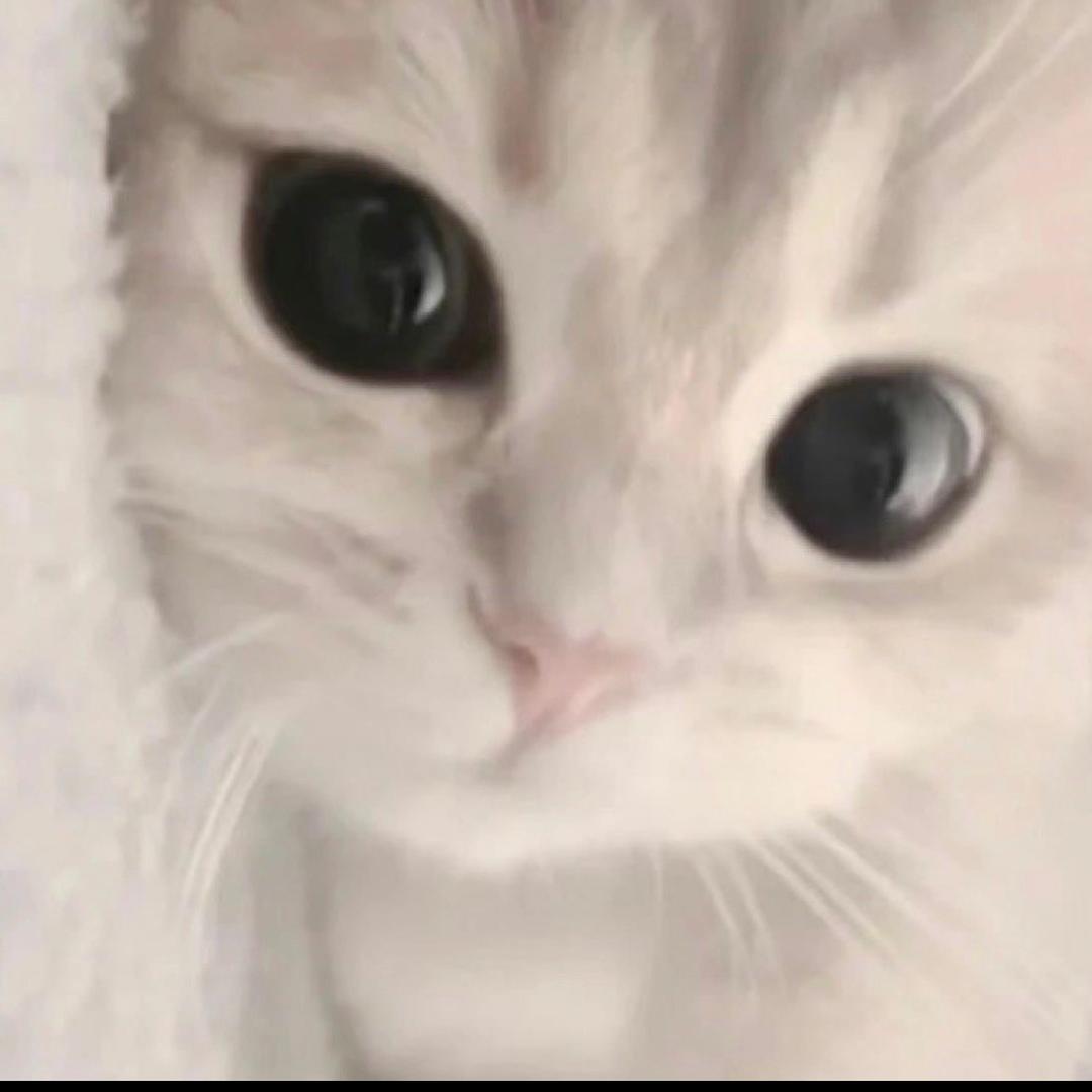 𝗰𝗮𝗧𝗧𝗼𝗶𝗶𝗻
