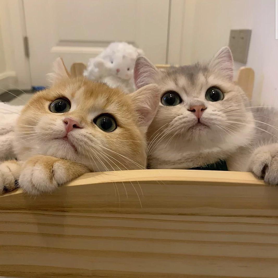 依旧那么可爱(๑• . •๑)