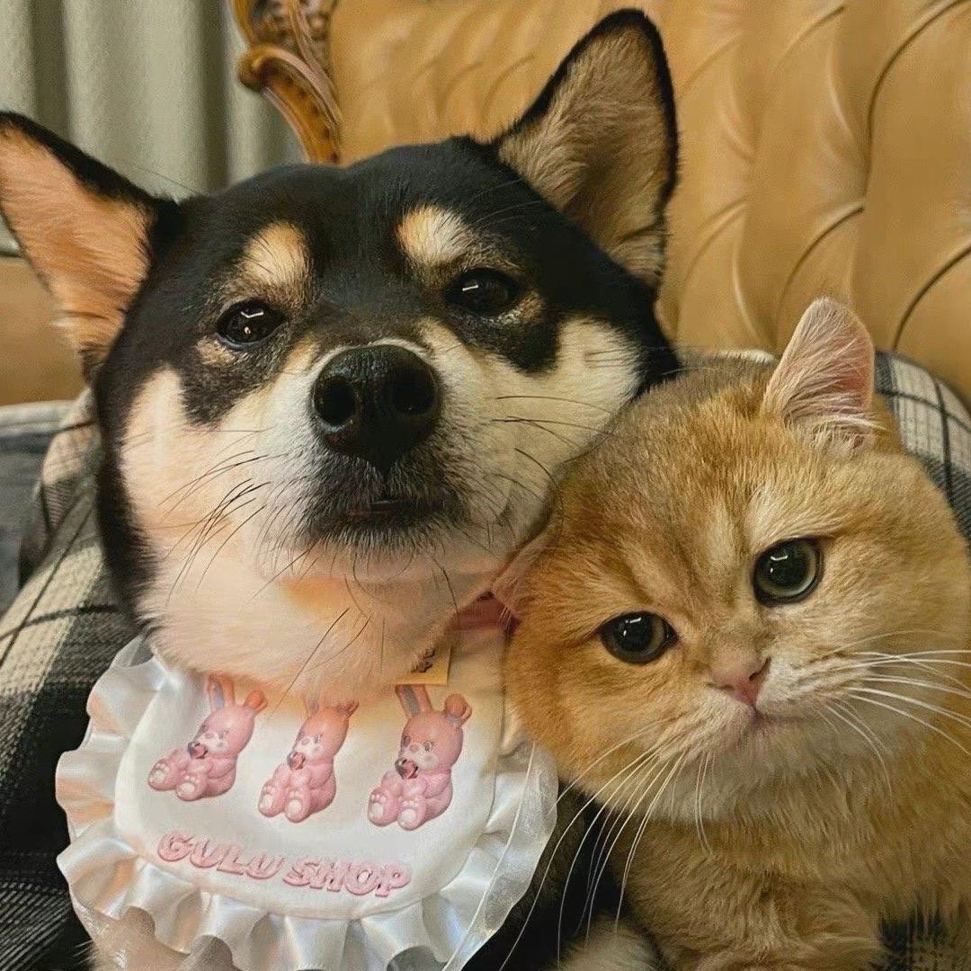 拽姐汪🐶与跟屁喵🐈