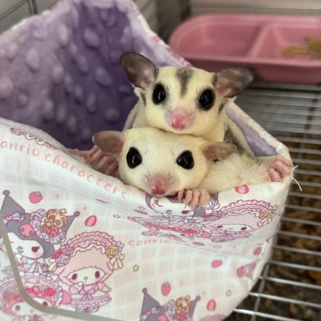 墩墩小蜜