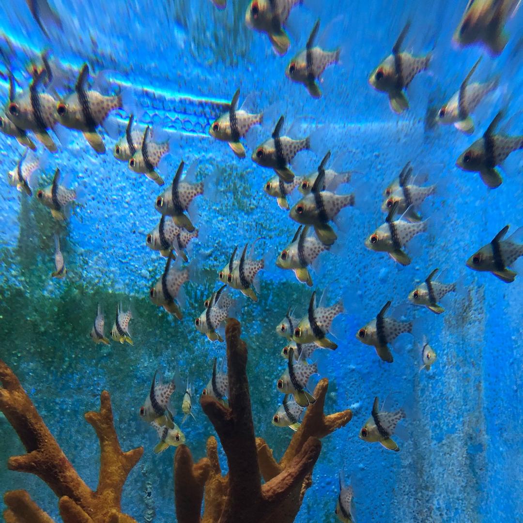 三只鱼筛选好物