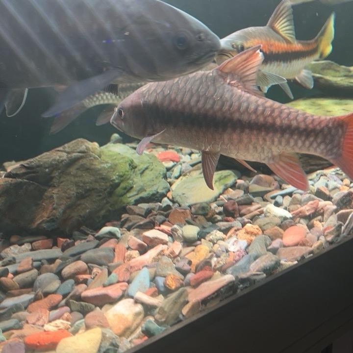 鱼小弟原生鱼都是精品