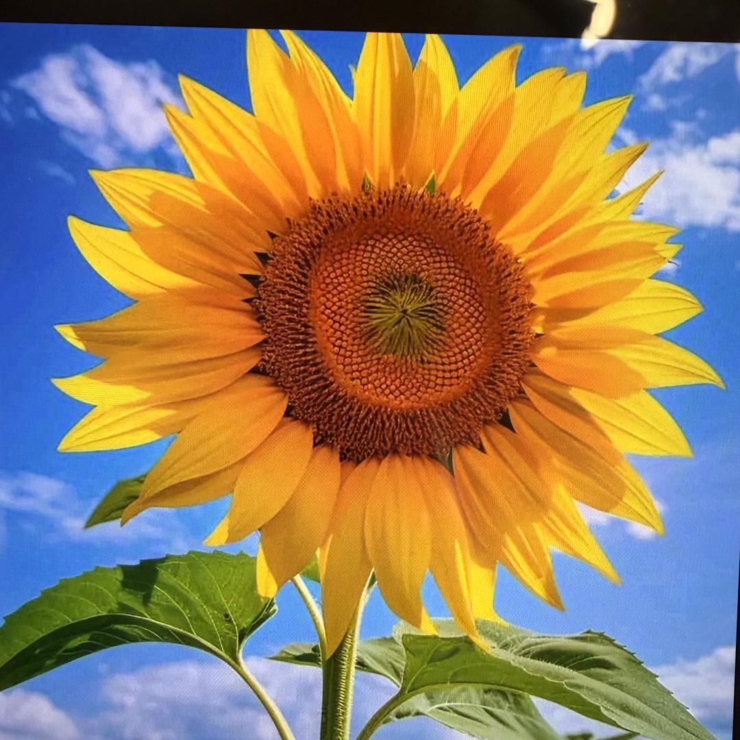 老陈醋 🌻🌻🌻