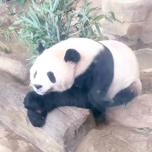 K总小分队