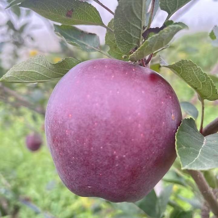 航盛鲜果企业店