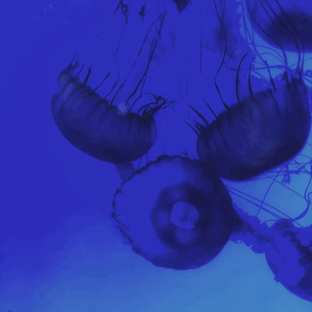 水母