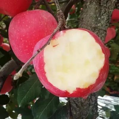 生鲜优选
