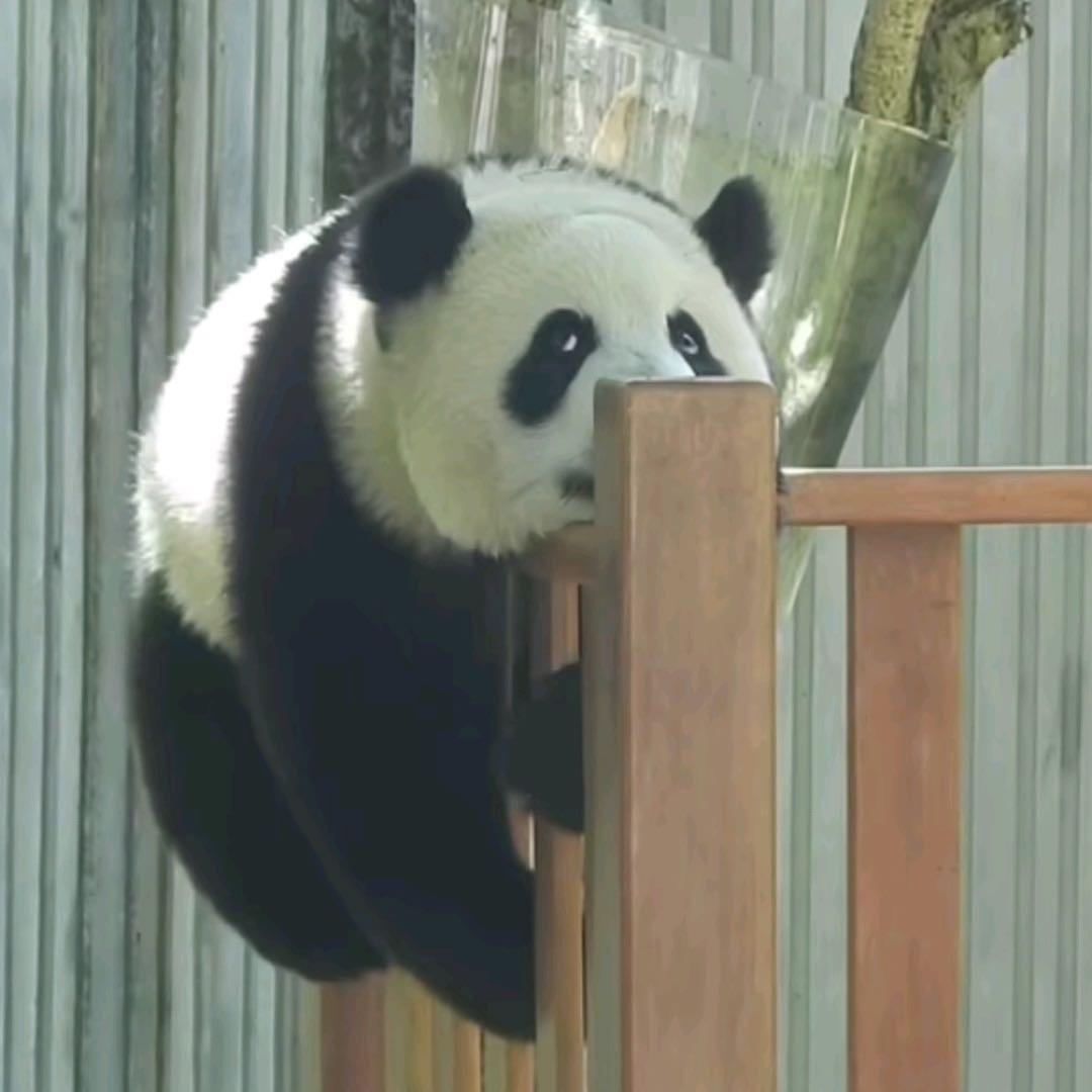 快乐的大脚