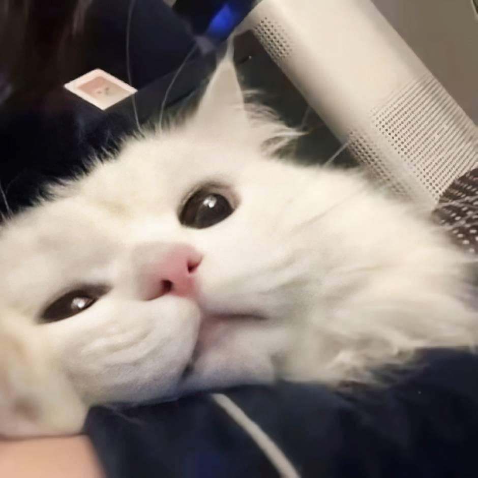 𝙃𝙖𝙤