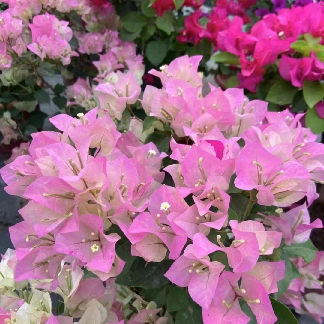 漳州市高新区六林花卉