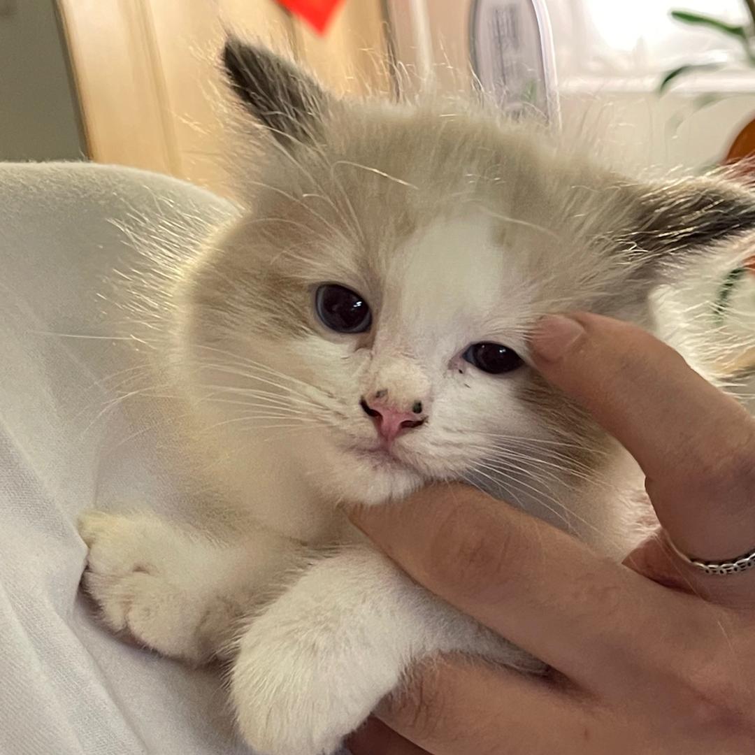 爱喝酒的猪