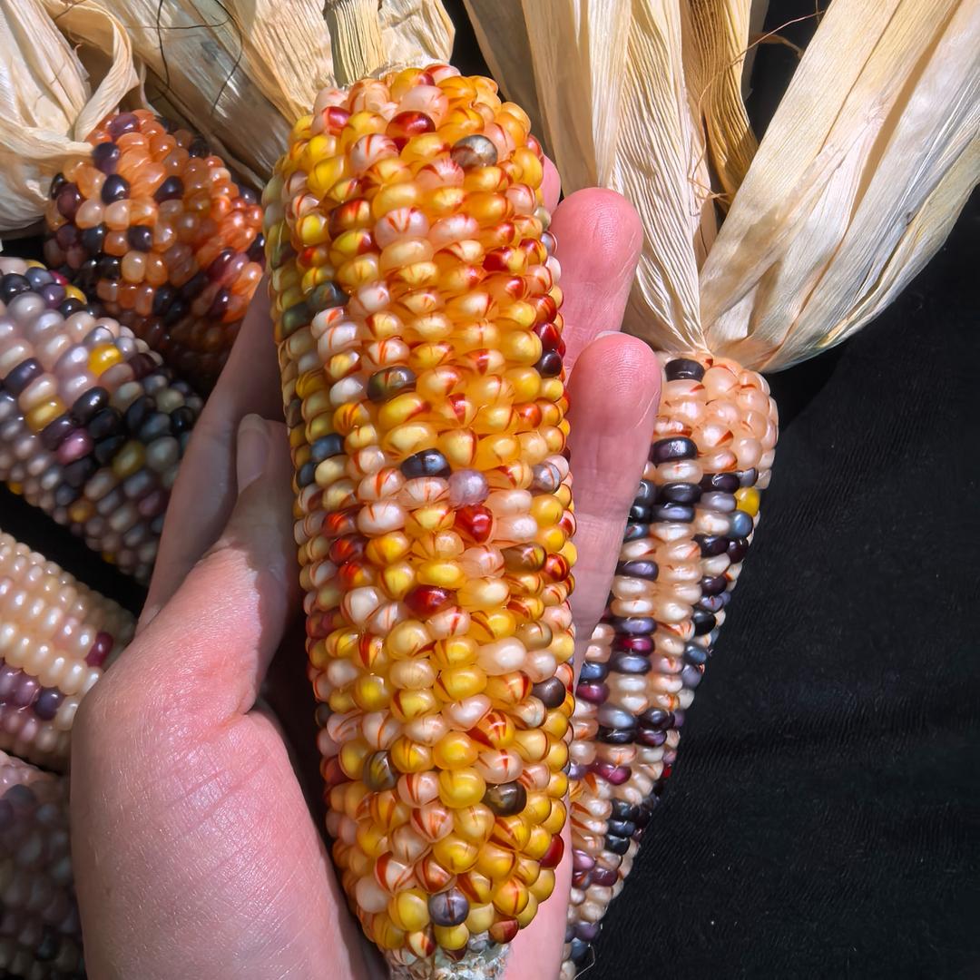 初遇_玉米🌽