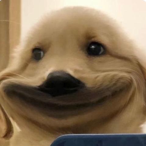 一条死出样的🐶
