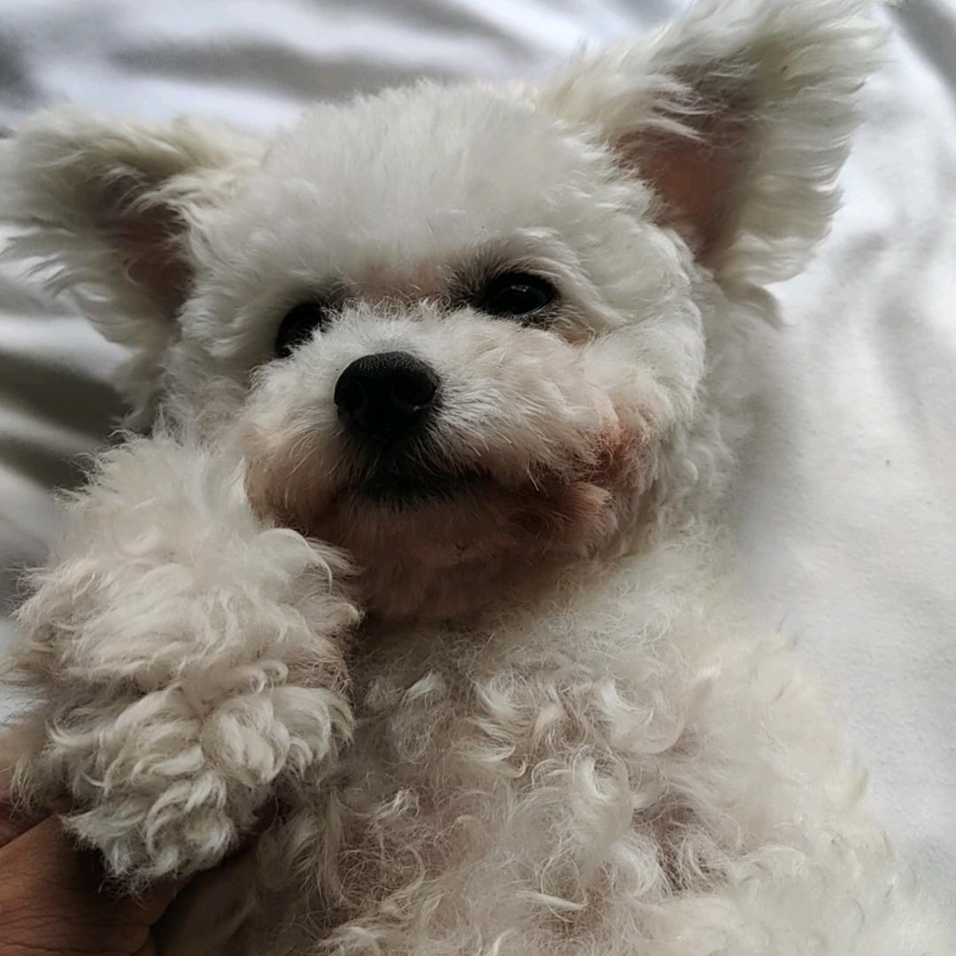 小飞面