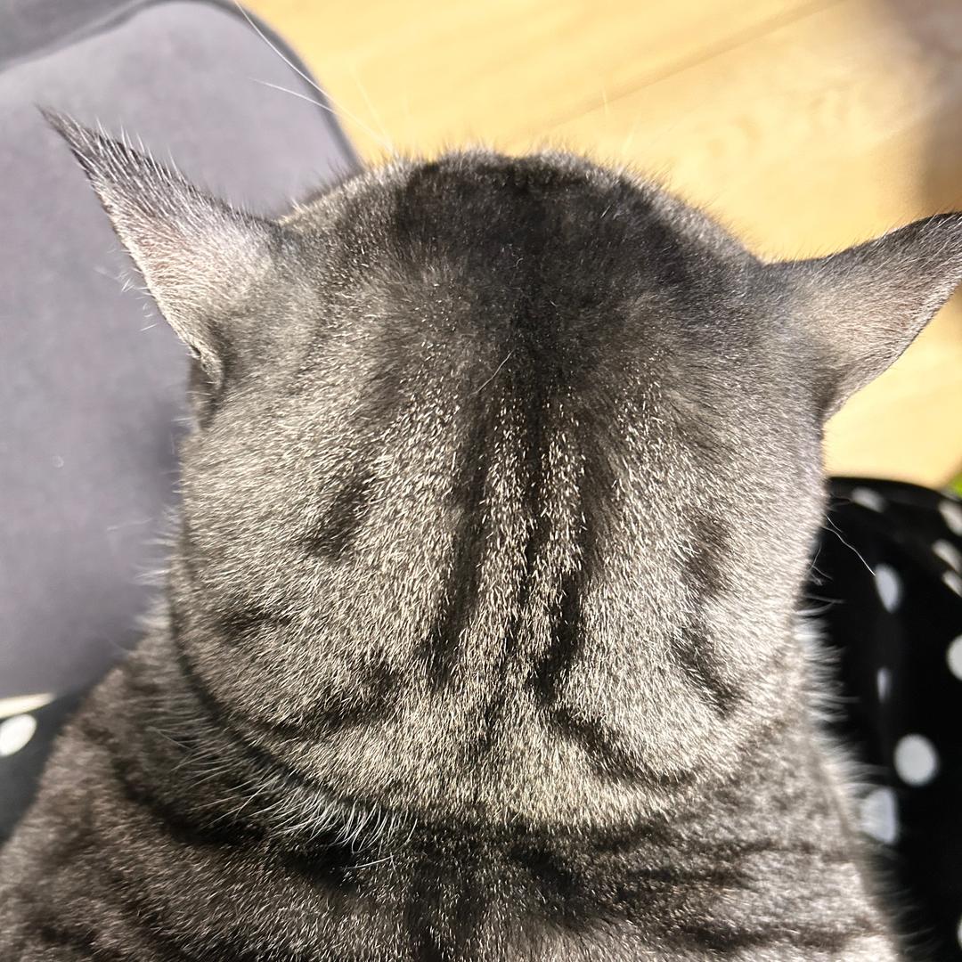 肥圈