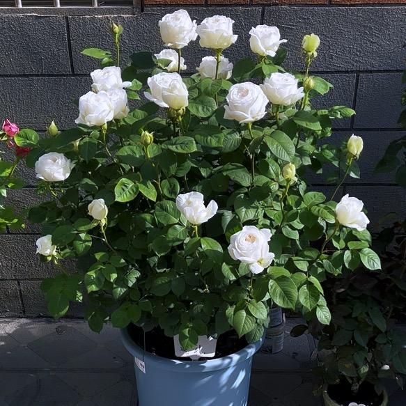 小白爱种花