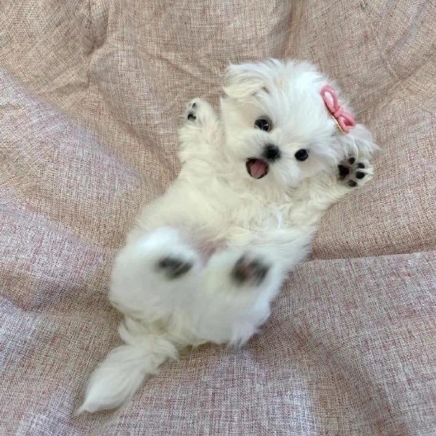 毛毛来咯