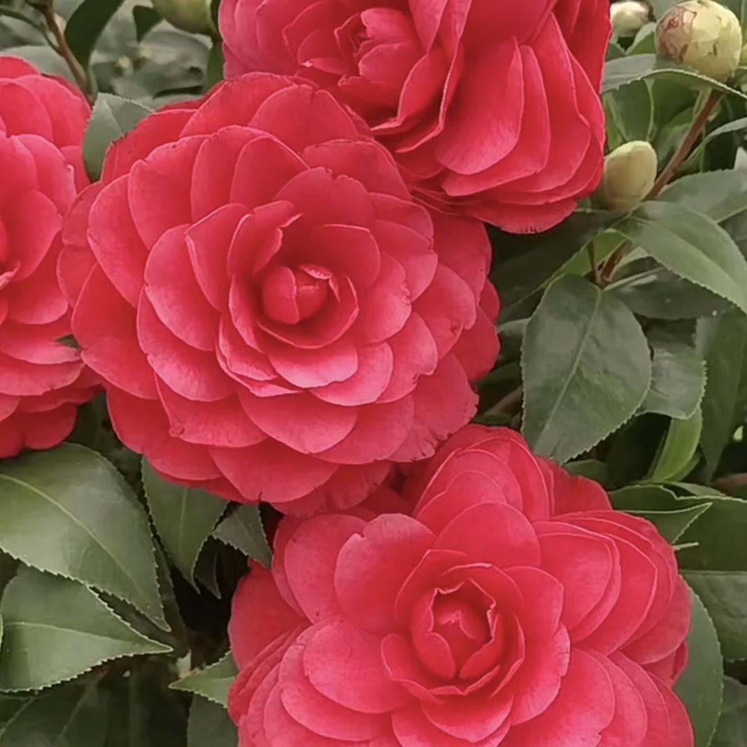 莱彩茶花园