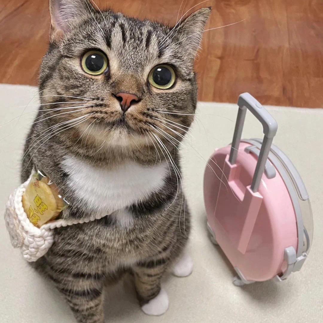 摸鱼圣手(つ°ω°)つ🐟